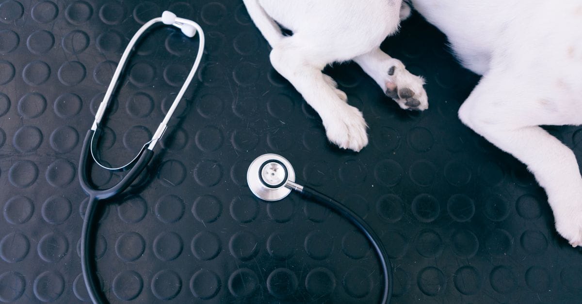 MediCapture Launches aiScope Pilot for Veterinary Imaging