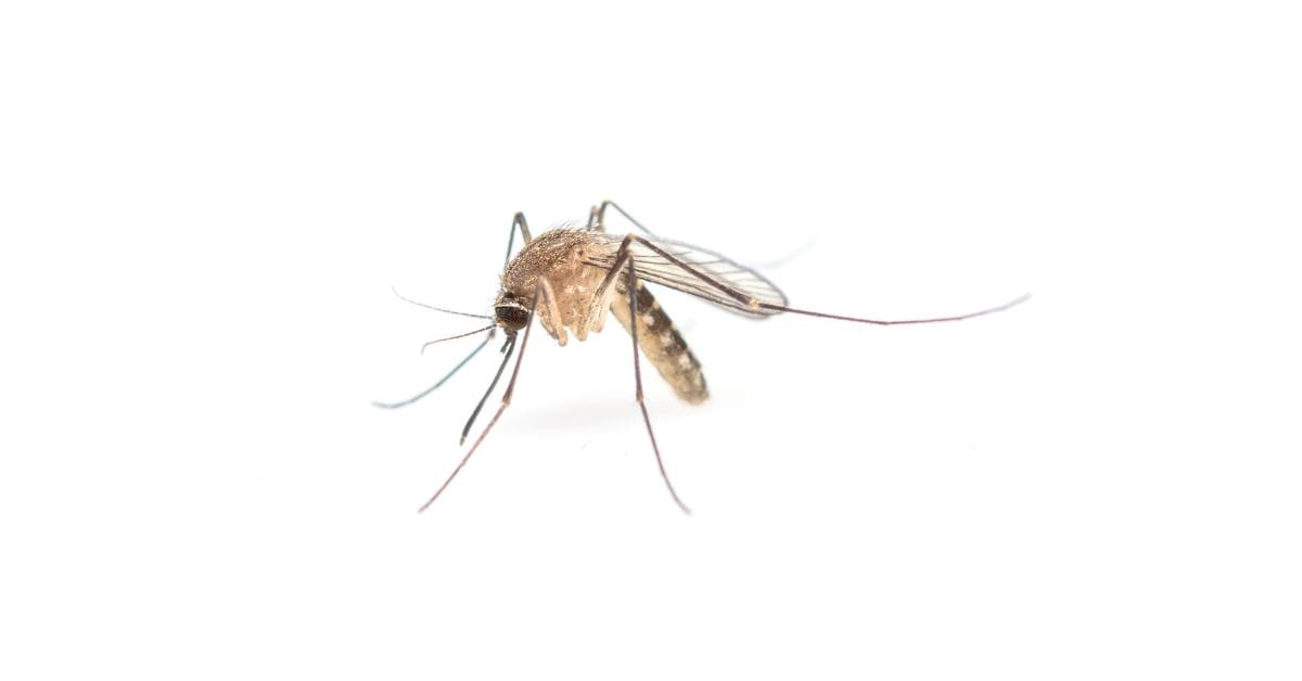 Verily Life Sciences Expands Mosquito Facility in Singapore