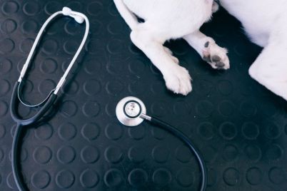 MediCapture-Launches-aiScope-Pilot-for-Veterinary-Imaging.jpg