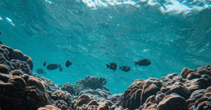 Singapore Reviewing Laws to Fulfil UN High Seas Treaty Obligations